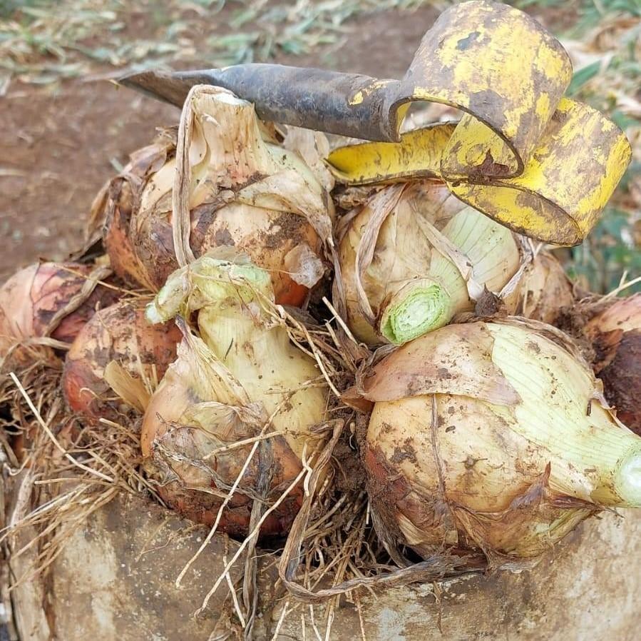 FICO: novo herbicida para a cebola deverá estar no mercado até abril de 2023 porém com quantidade limitada