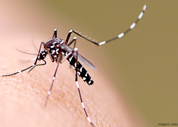 Número de casos de dengue em 2019 em SC sobe para 17