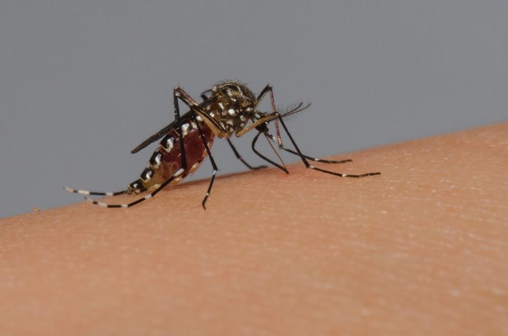 Número de casos de dengue em SC passa dos 250 em 2019