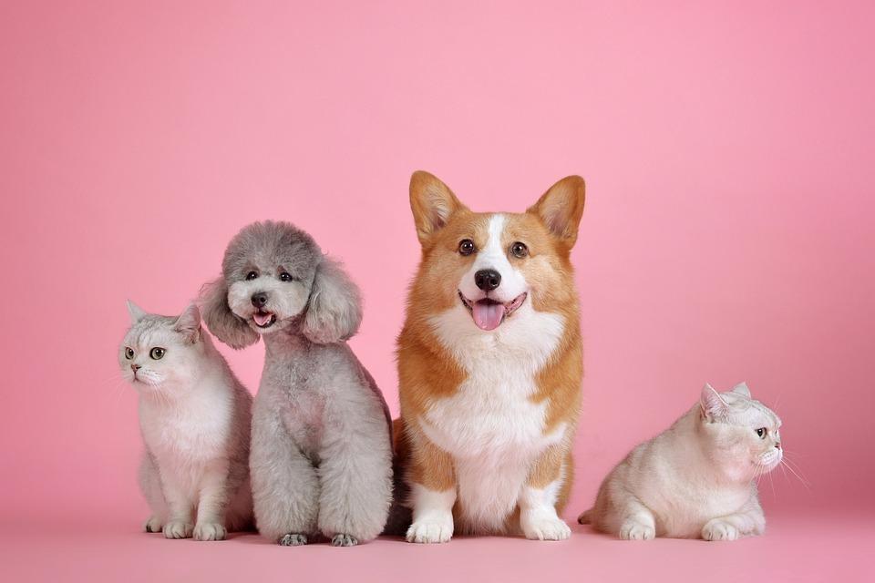 Ong Mensageiros da Luz e Clínica Auqmia de Ituporanga promovem campanha de castração de cães e gatos.