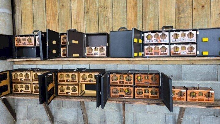 Operação "Canto Livre" flagra rinha de canários e resgata 153 aves no Alto Vale