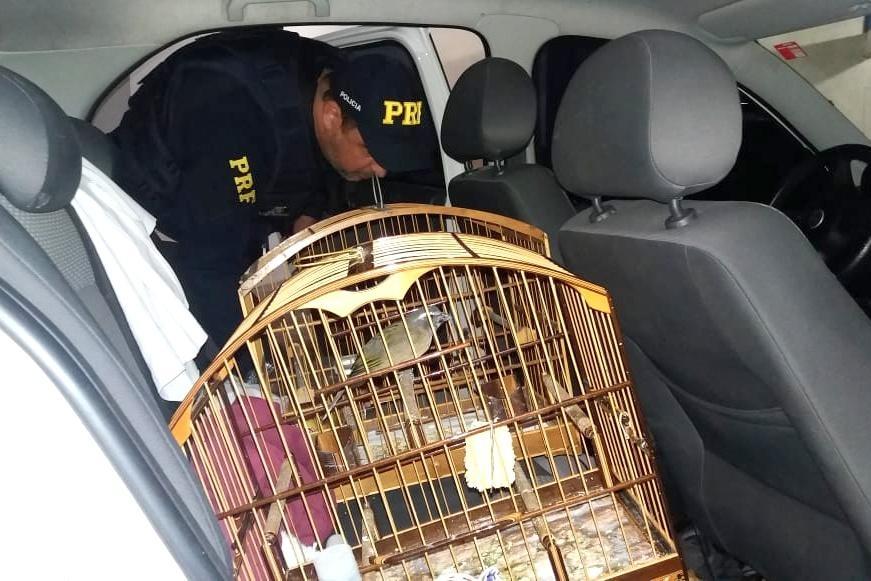 Pássaros silvestres são encontrados dentro de carro na BR-282 em Rancho Queimado