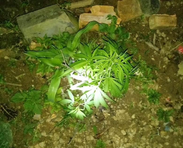 Pés de maconha são encontrados em Imbuia