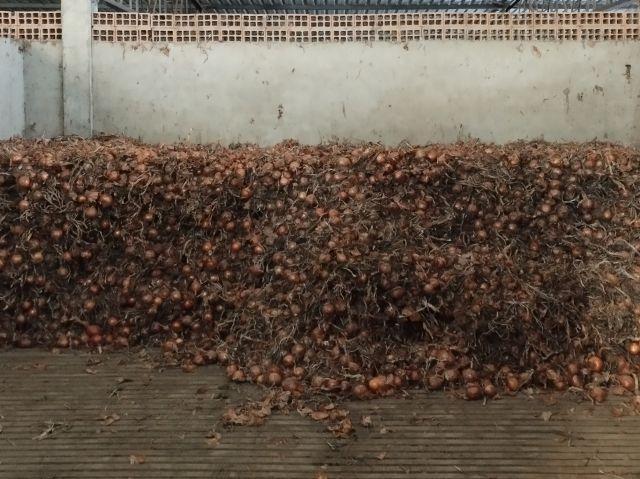 Pesquisa da Epagri reduz perdas de cebola com ventilação forçada