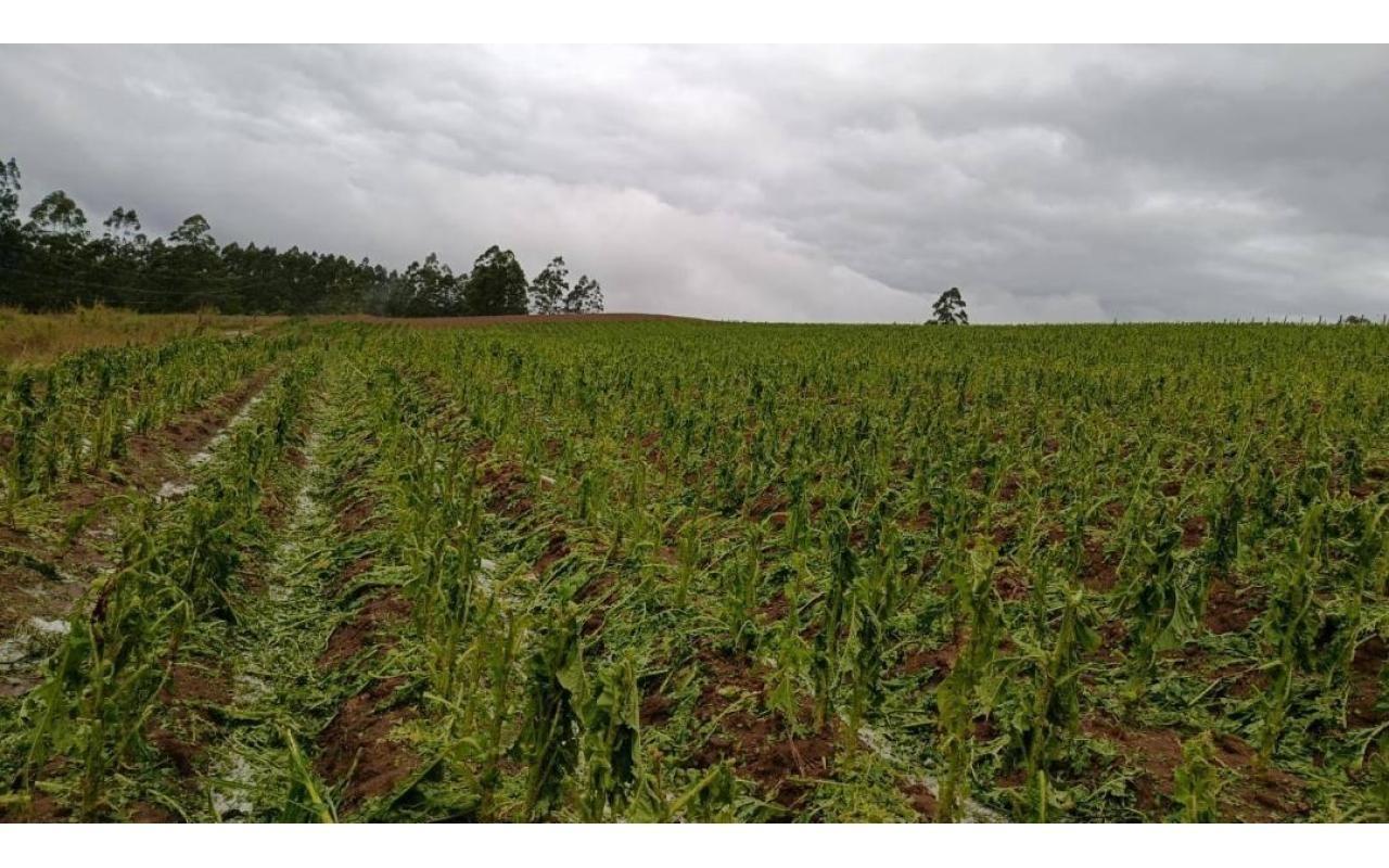 Petrolândia contabiliza quase R$ 60 milhões em prejuízos na agricultura por conta do granizo, aponta Epagri
