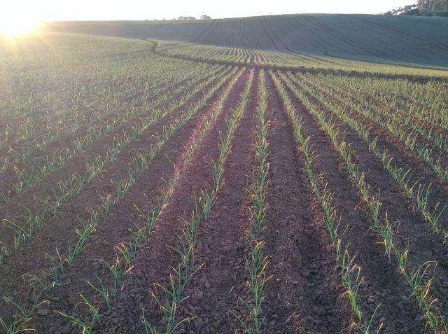 Plantio de cebola avança com expectativa de melhora nos resultados em SC