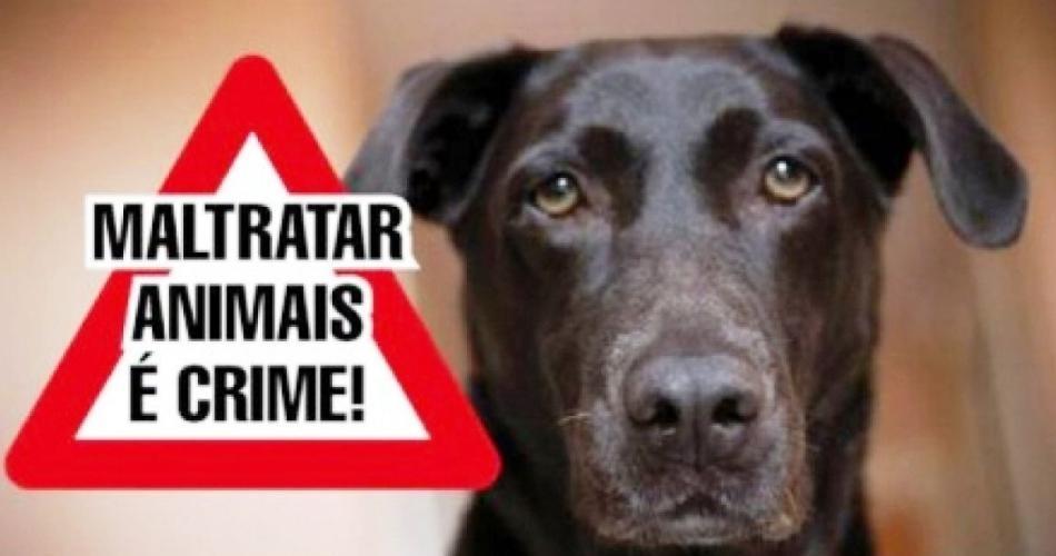 PM prende mulher por maus tratos contra animais 