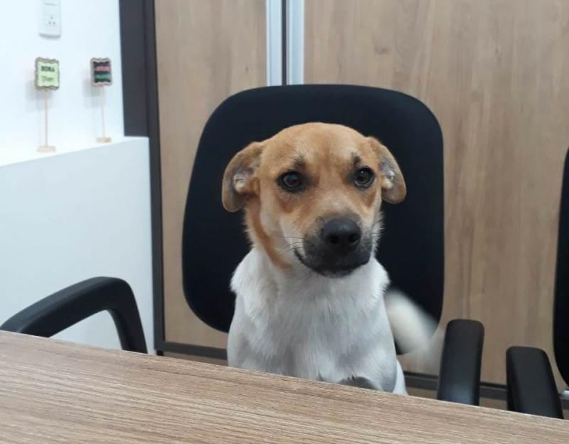 Polícia abre inquérito para descobrir quem matou cachorro com flechada em Ituporanga