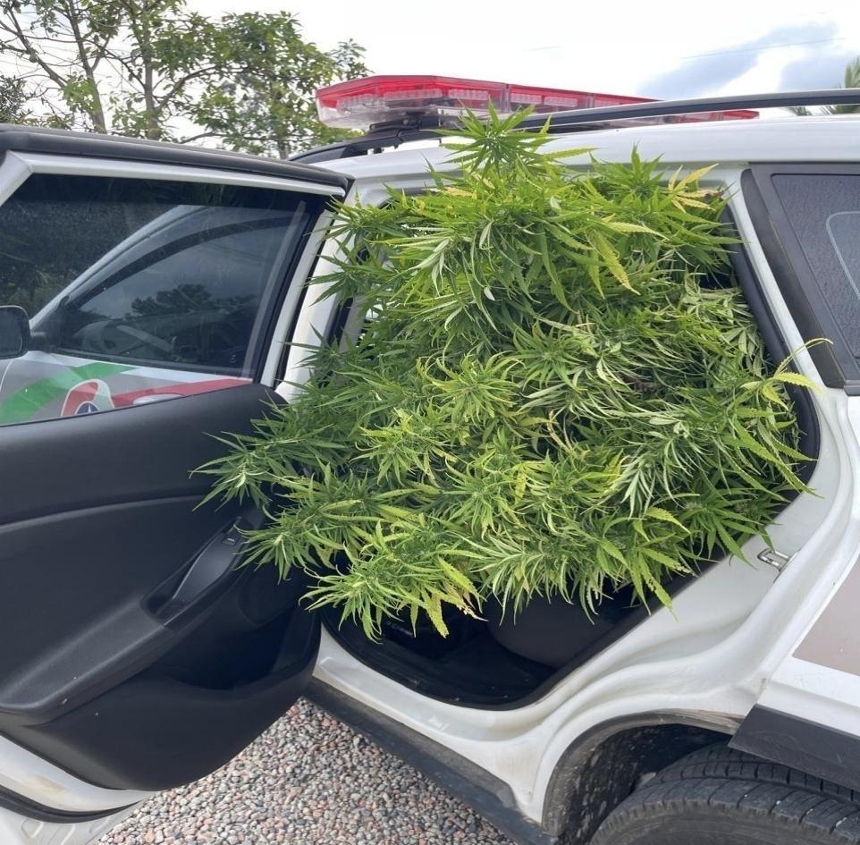 Polícia apreende pés de maconha e drogas prontas para consumo em Witmarsum