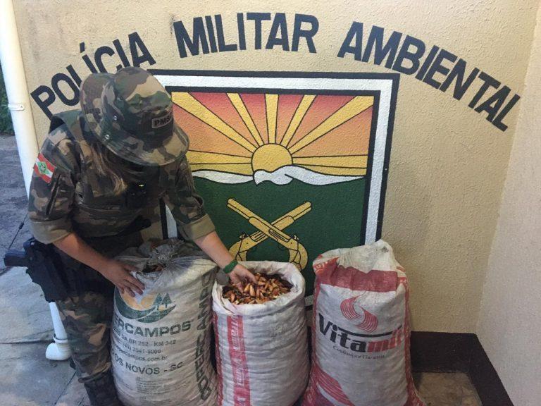 Polícia Militar aborda veículo em São Cristóvão do Sul e encontra no interior mais de 100 quilos de pinhão