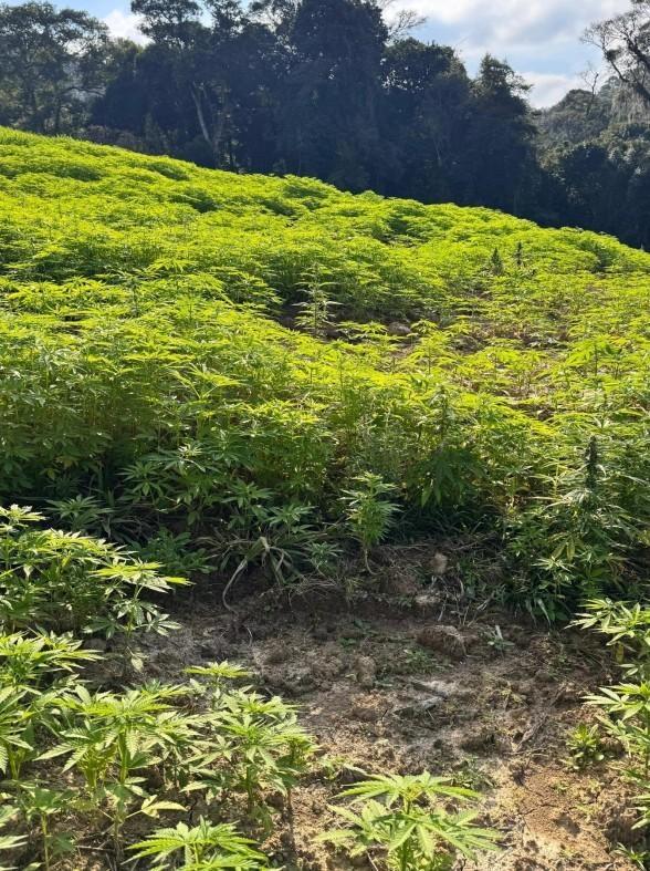 Polícia Militar encontra plantação com 138 mil pés de maconha em cidade do Alto Vale