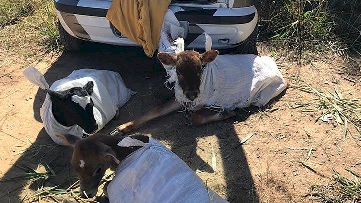 Polícia Rodoviária flagra motorista transportando três bezerros em automóvel