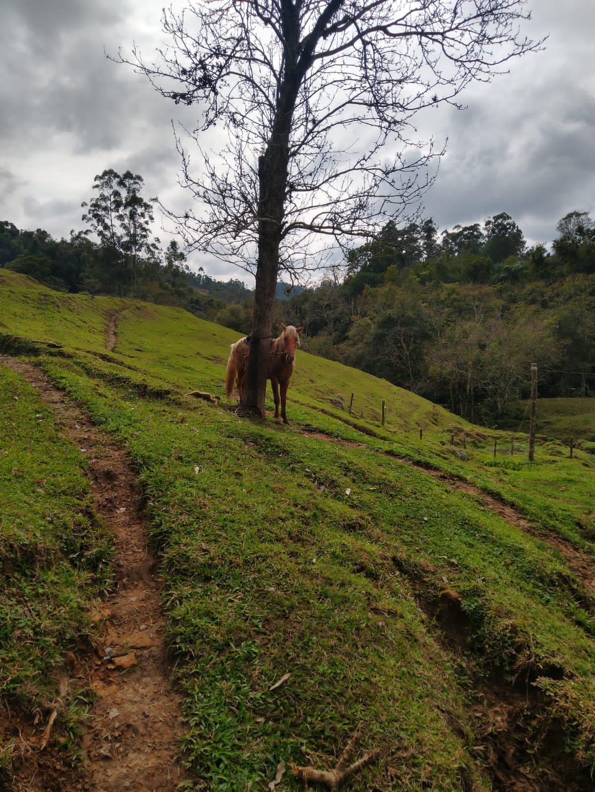 Policial Militar  socorre homem que caiu de cavalo em Ituporanga