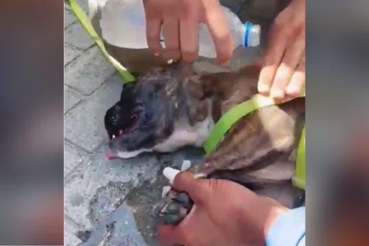 Policial quebra vidro de carro para resgatar cadela que agonizava em Balneário Camboriú