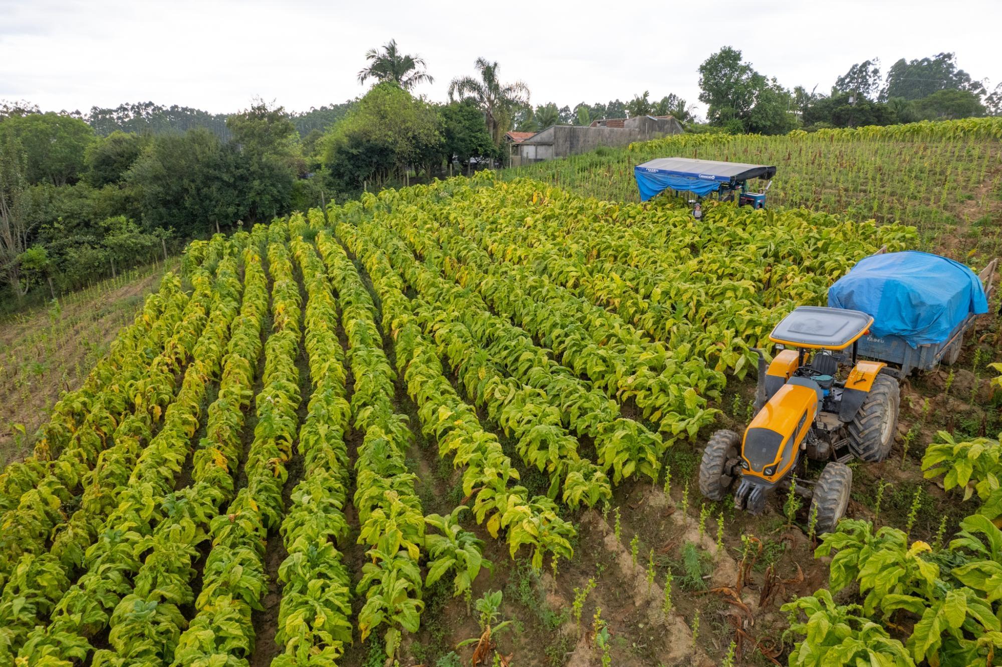 Possibilidade de El Niño exige mais atenção de produtores de tabaco na hora do transplante das mudas