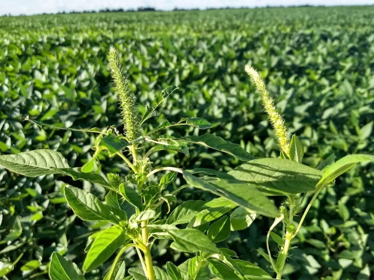 Praga mais temida da agricultura brasileira chega à Santa Catarina; Saiba como proteger a lavoura contra o Caruru Gigante