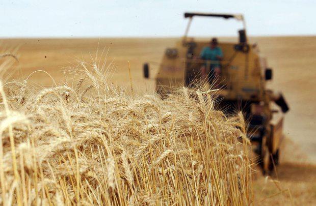 Preço atrativo, subsídio do governo e zoneamento devem expandir produção de trigo nessa safra no Alto Vale