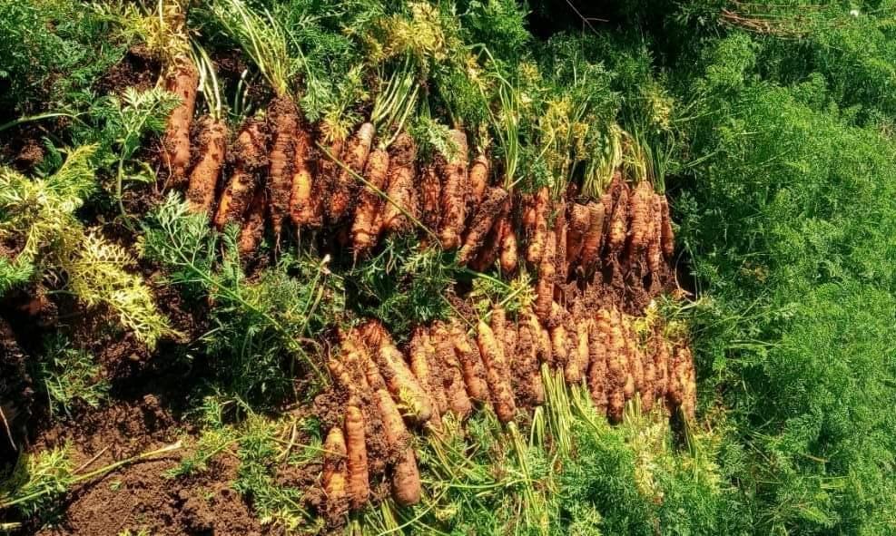 Preço baixo da cenoura desmotiva produtores da região