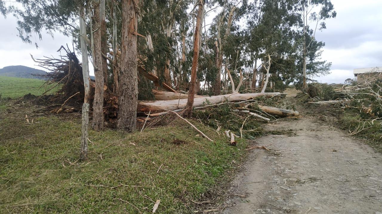 Prefeito de Bom Retiro orienta moradores sobre árvores que caíram com "ciclone bomba"