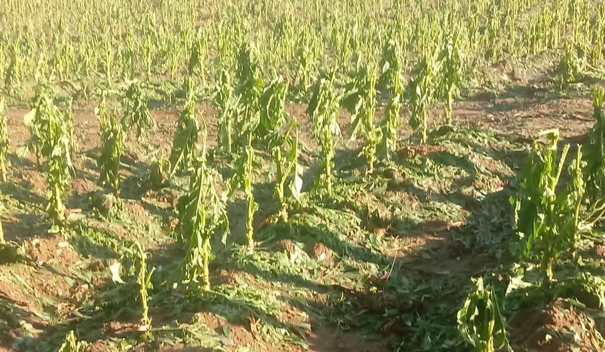 Prejuízos causados pelo granizo ultrapassam R$ 25 milhões em Imbuia