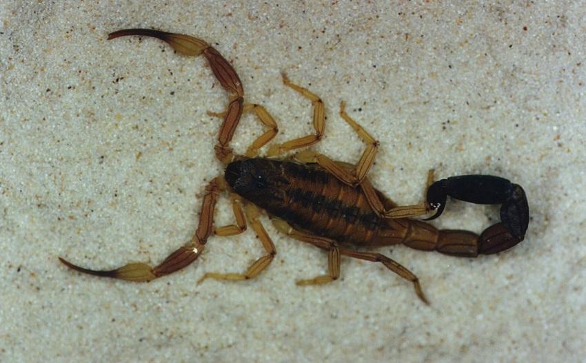 Presença de escorpiões assusta moradores em Ituporanga