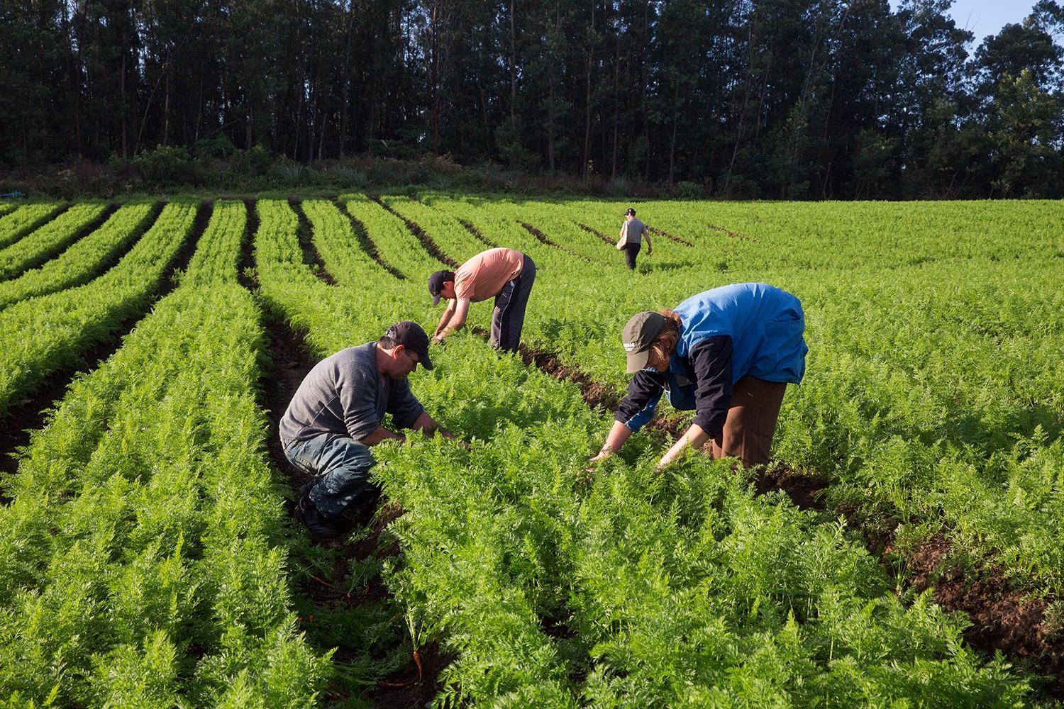Presidente da FETAESC comemora a permanência incentivos a agricultura familiar no orçamento do país