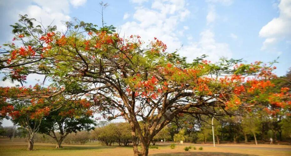 Previsão indica primavera com temperaturas acima da média e chuvas mais frequentes