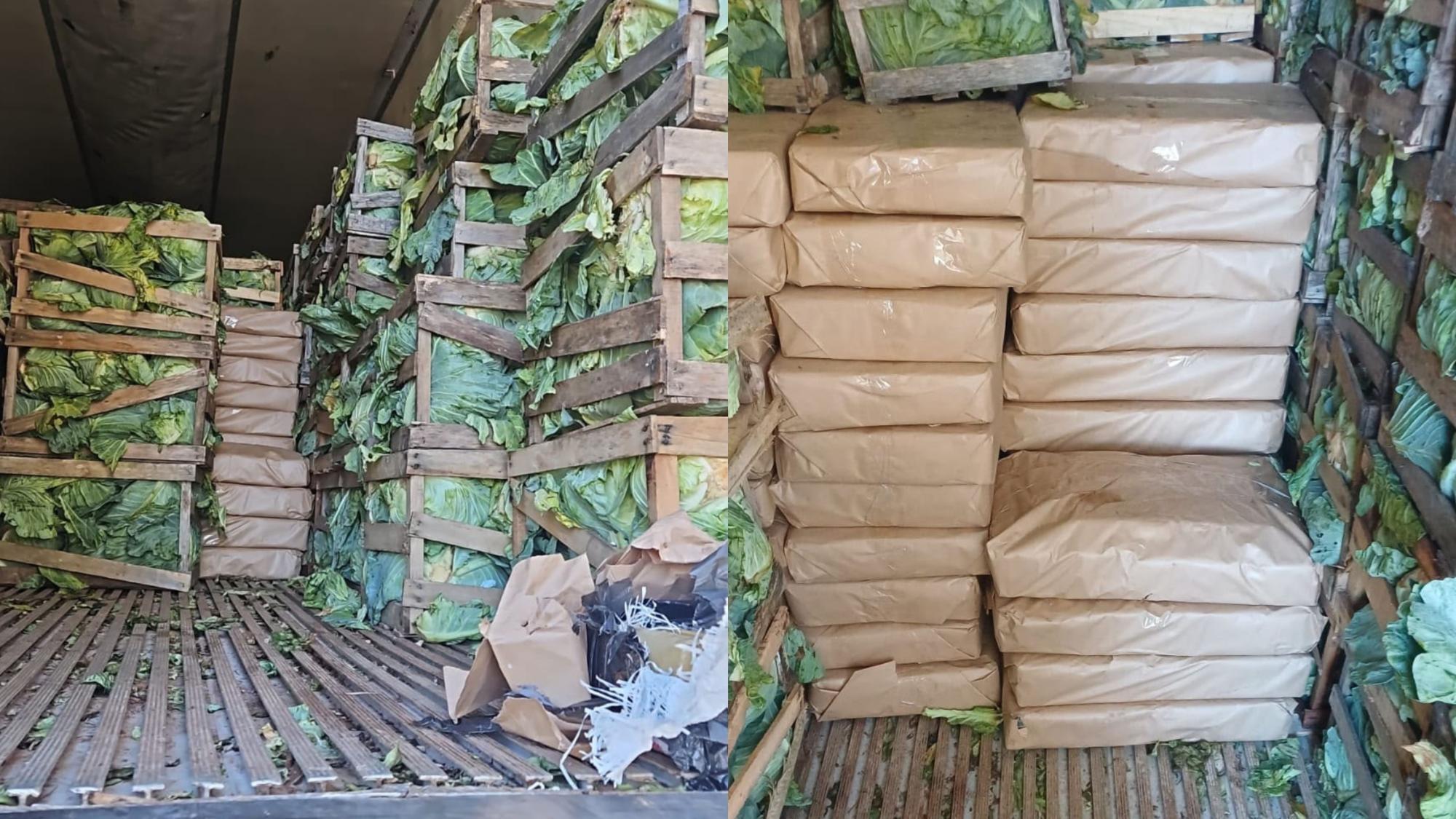 PRF encontra quase 2,5 toneladas de maconha escondidas em carga de repolho em SC