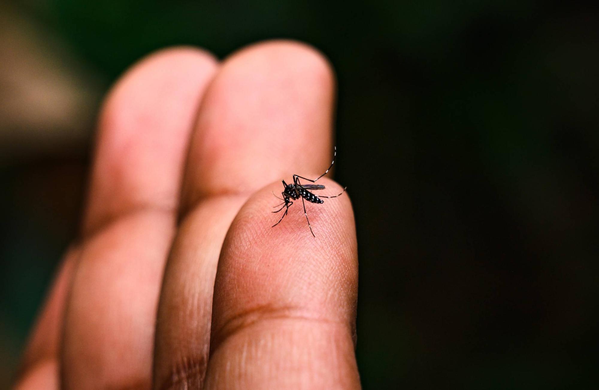 Primeira morte por dengue é registrada em Santa Catarina