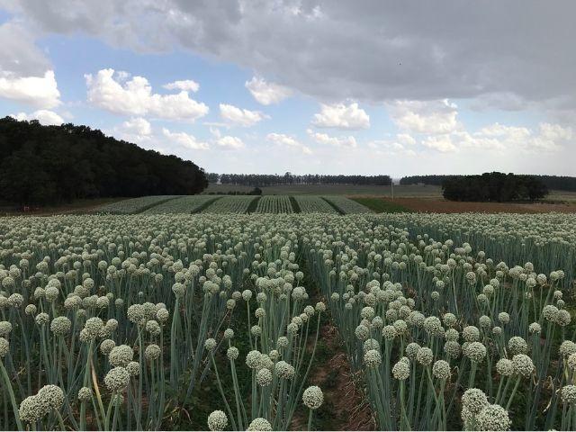 Primeira variedade híbrida de cebola da história da Epagri é desenvolvida em Ituporanga