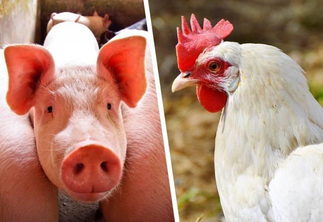 Produção de aves e suínos aumenta no Alto Vale
