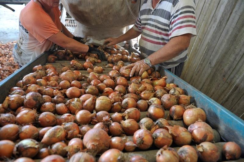 Produção de cebola é prejudicada por pragas e cai 25% no Alto Vale do Itajaí