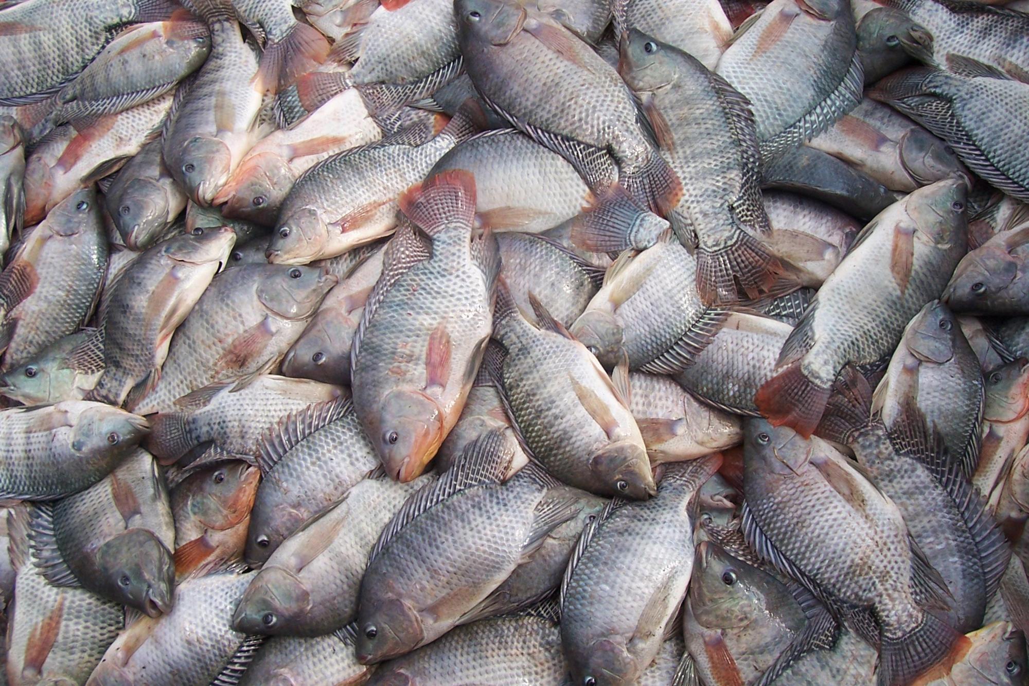 Produção de peixe cresce no Alto Vale