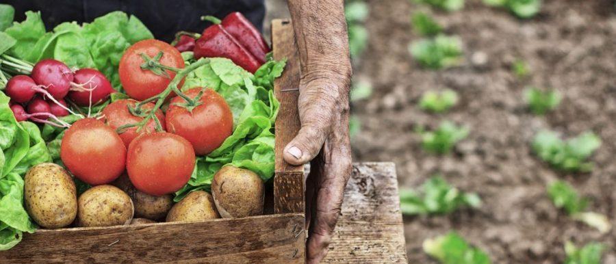 Produção orgânica cresce no Alto Vale