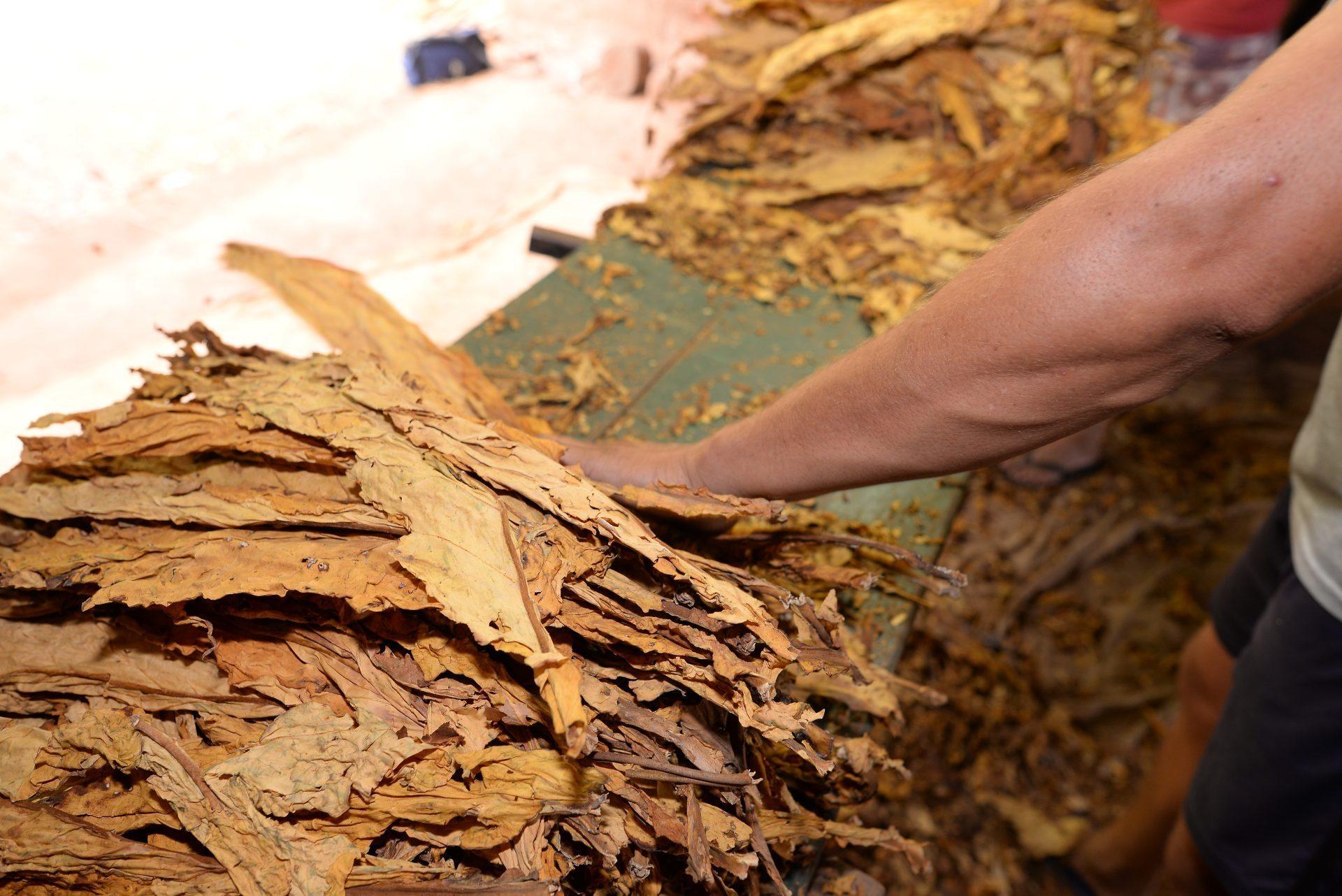 Produtor de tabaco relata prejuízos e cobra políticas públicas para o setor