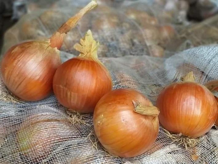 Produtores de cebola no Alto Vale encontram dificuldades para comercialização