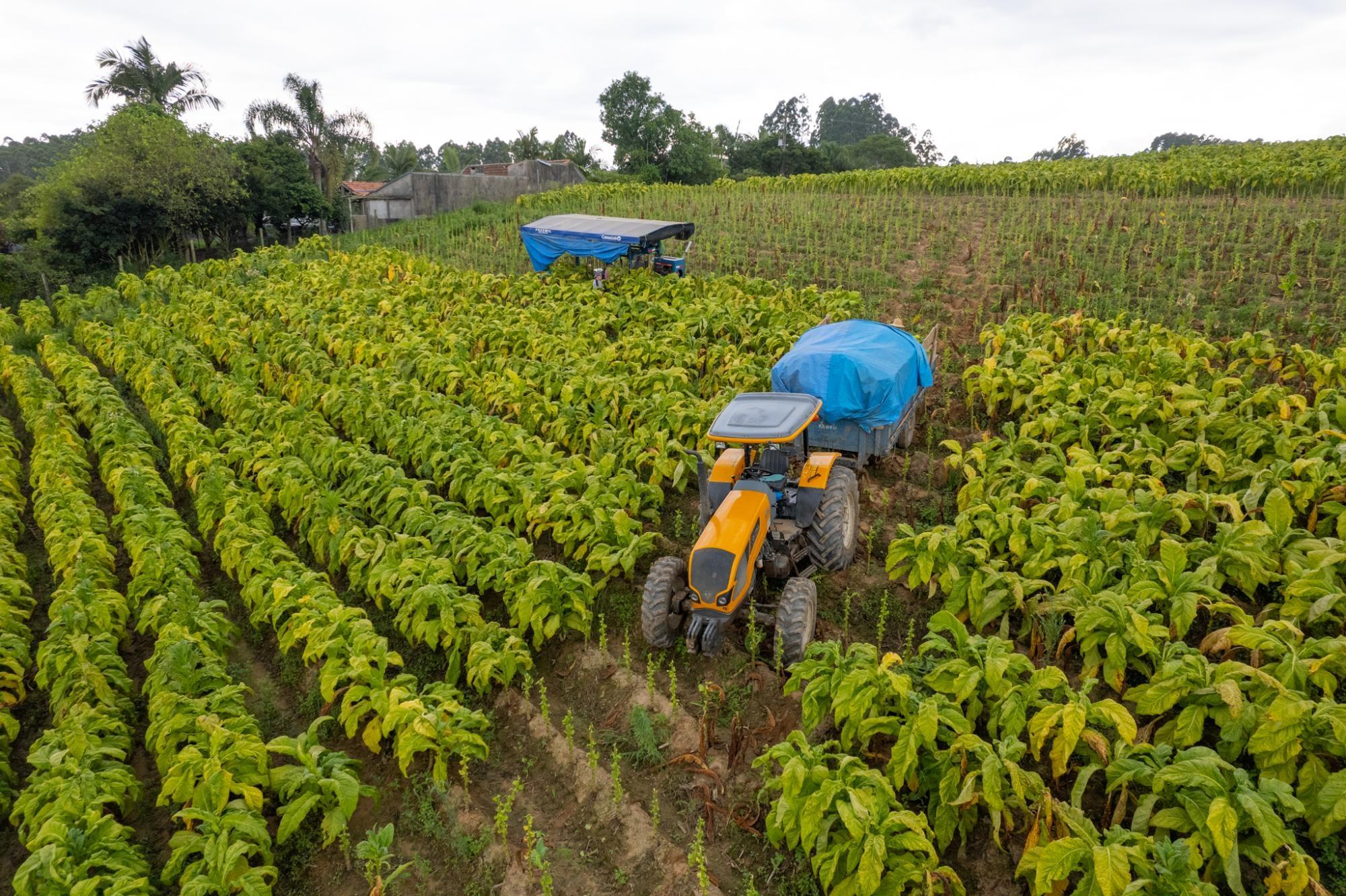 Produtores de tabaco precisam ficar atentos com o frio para evitar perder as mudas no canteiro