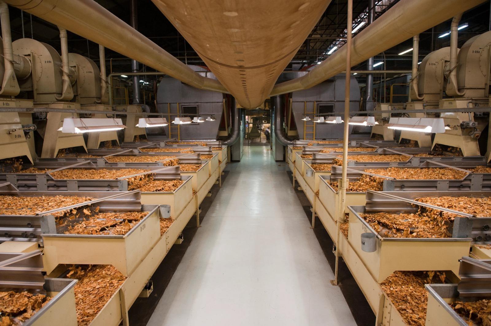 Produtores de tabaco relatam prejuízo e pressionam empresas por melhor remuneração