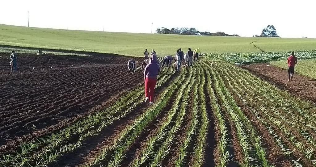 Produtores encerram plantio de cebola com boas expectativas