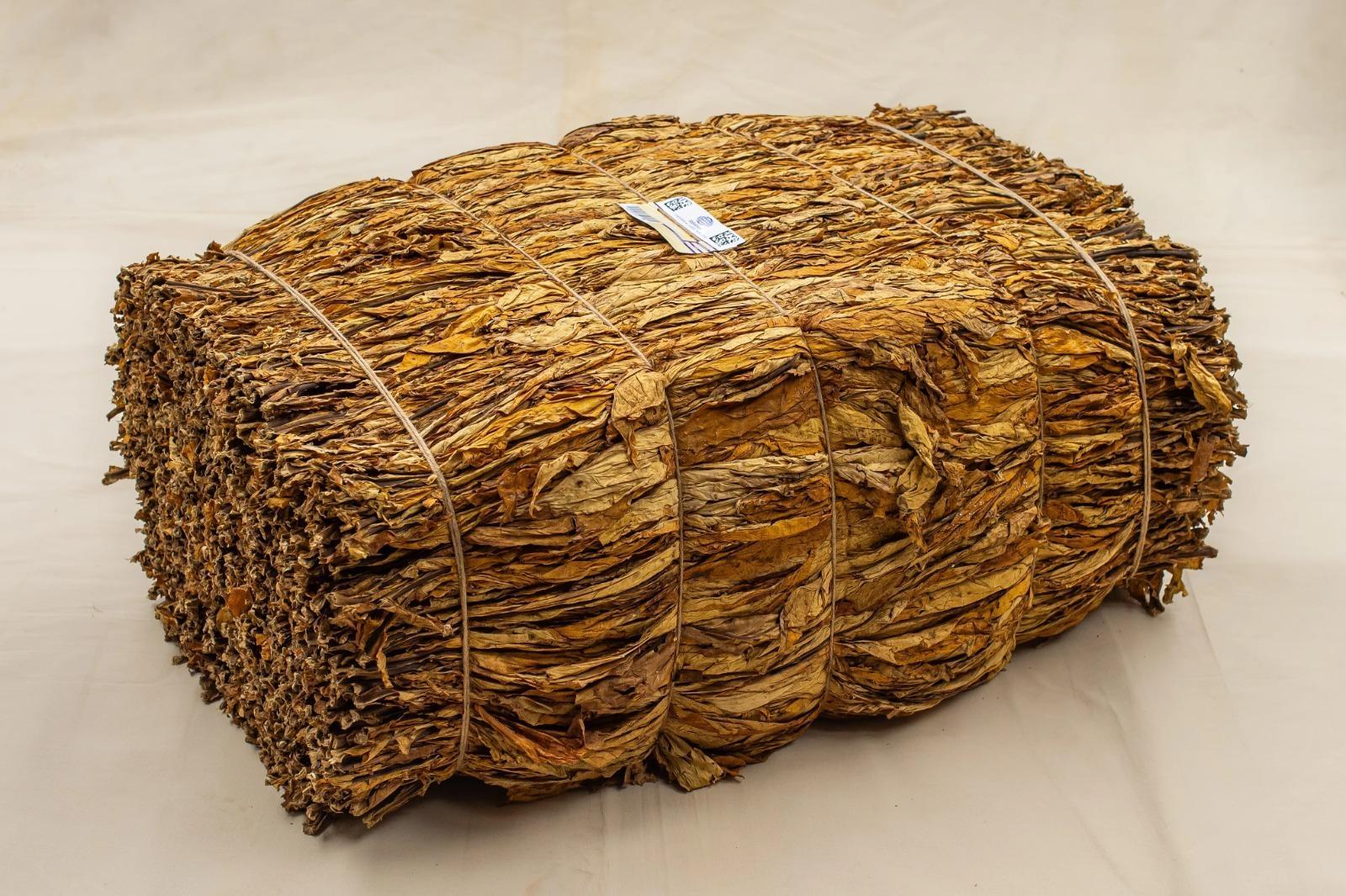 Produtores iniciam comercialização do tabaco sem definição de preços e cobram negociação justa