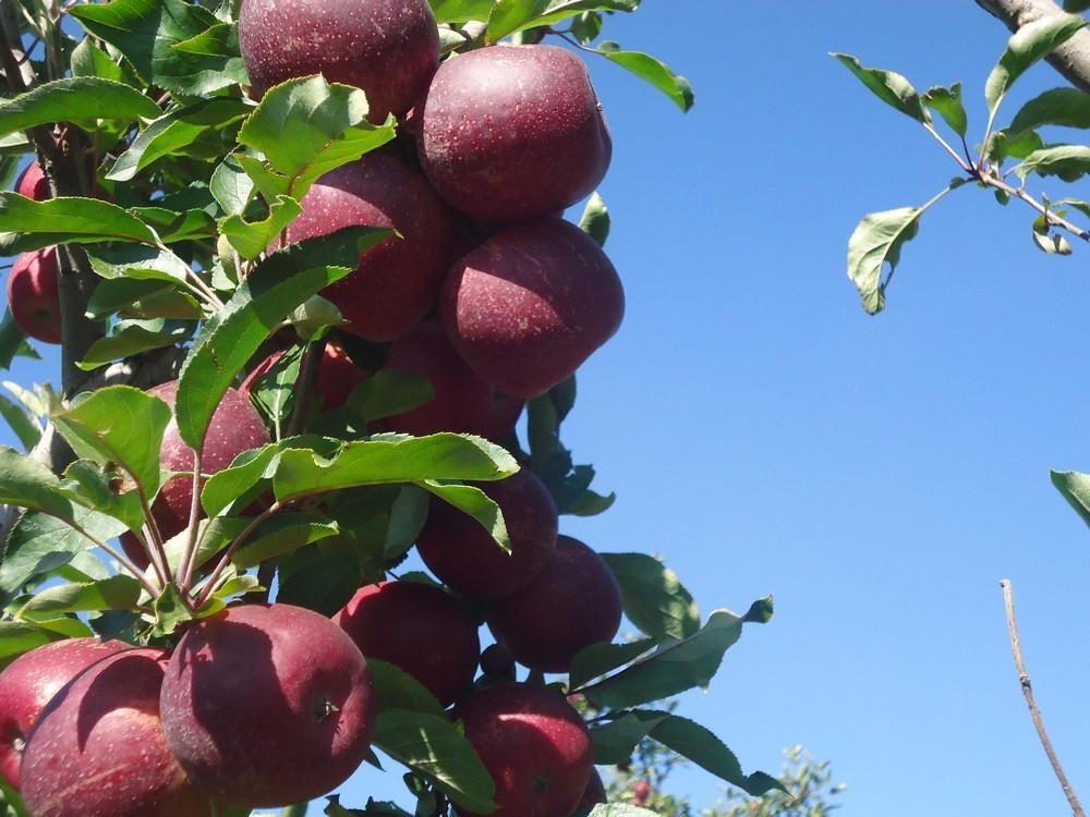 Produtores torcem para frio continuar e garantir boa produção de maçãs na Serra catarinense