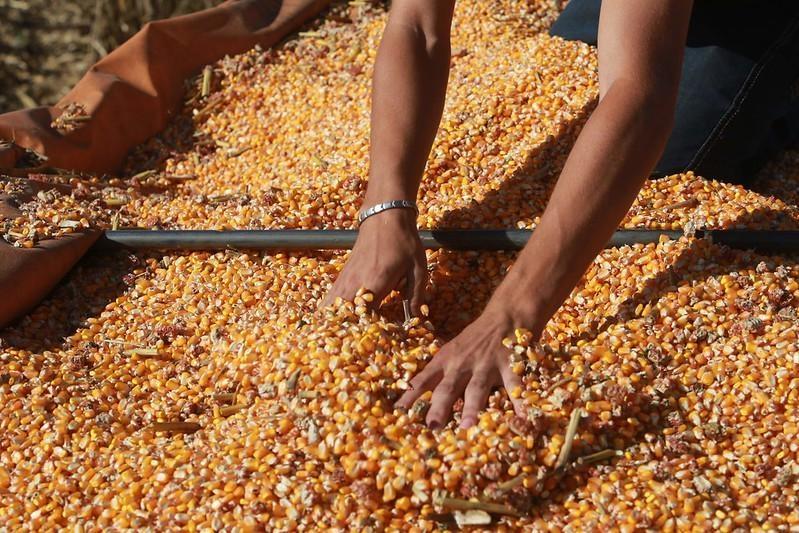 Programa especial de sementes de milho do governo do estado atende produtores da região
