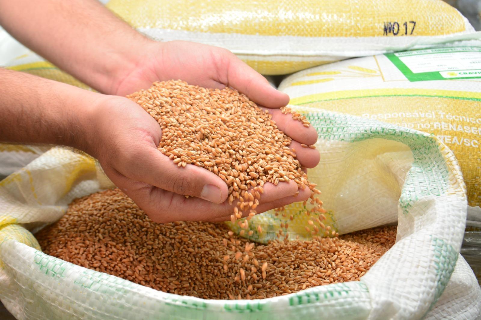 Projeto Cereais de Inverno prevê investimento para incentivar a produção de ração animal em SC