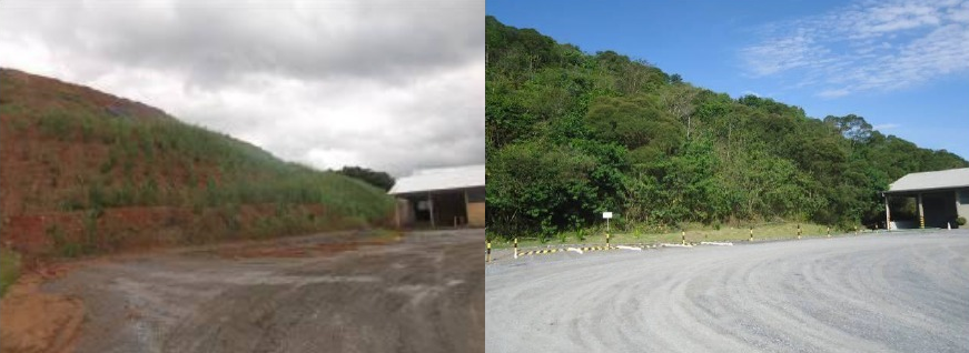 Projeto da Votorantim recupera mais de 10 hectares de floresta em Vidal Ramos