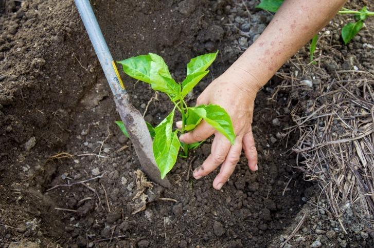 Projeto incentiva agricultores a recuperar áreas degradadas em Ituporanga