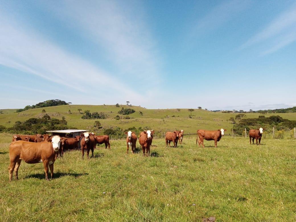 Prorrogado, até 31 de agosto, o prazo para produtores rurais catarinenses atualizarem o Cadastro Agropecuário junto à Cidasc