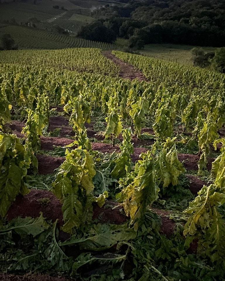 Quase 5 mil lavouras de tabaco são afetadas por granizo nesse início de ano no Sul do Brasil