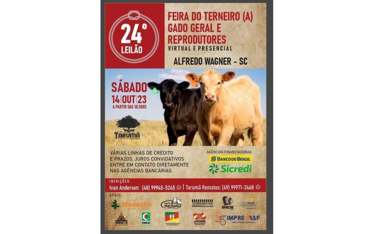 Quase 500 animais serão ofertados no 24º leilão do terneiro, gado geral e reprodutores em Alfredo Wagner 