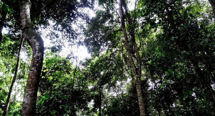 Quase dez macacos são encontrados mortos no Alto Vale