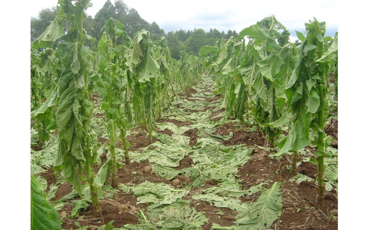 Quase mil lavouras de tabaco foram atingidas por granizo no final de semana na Região da Cebola